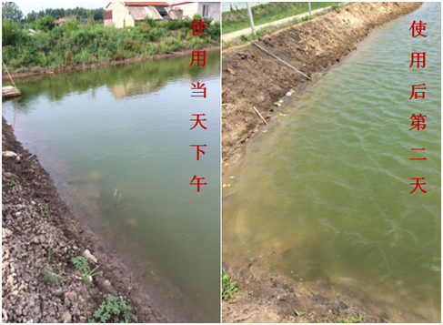 肥水困難、藻類(lèi)缺乏處理前后效果