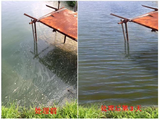 藻類(lèi)嚴重老化、油膜、泡沫、發(fā)黑水處理