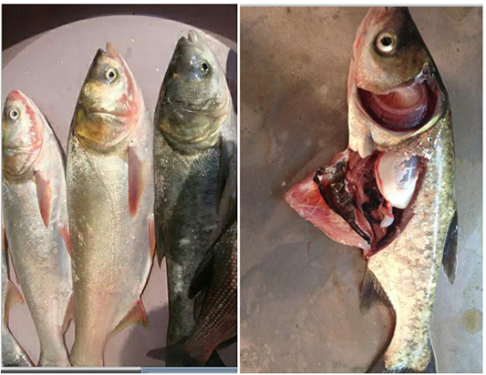 魚(yú)類(lèi)細菌性敗血癥